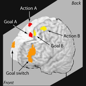 Une action A et B sont réalisées en même temps, en apparence puisqu'en réalité un switch permanent entre les deux est réalisé par le lobe préfrontal, à la vitesse de 0.1ms